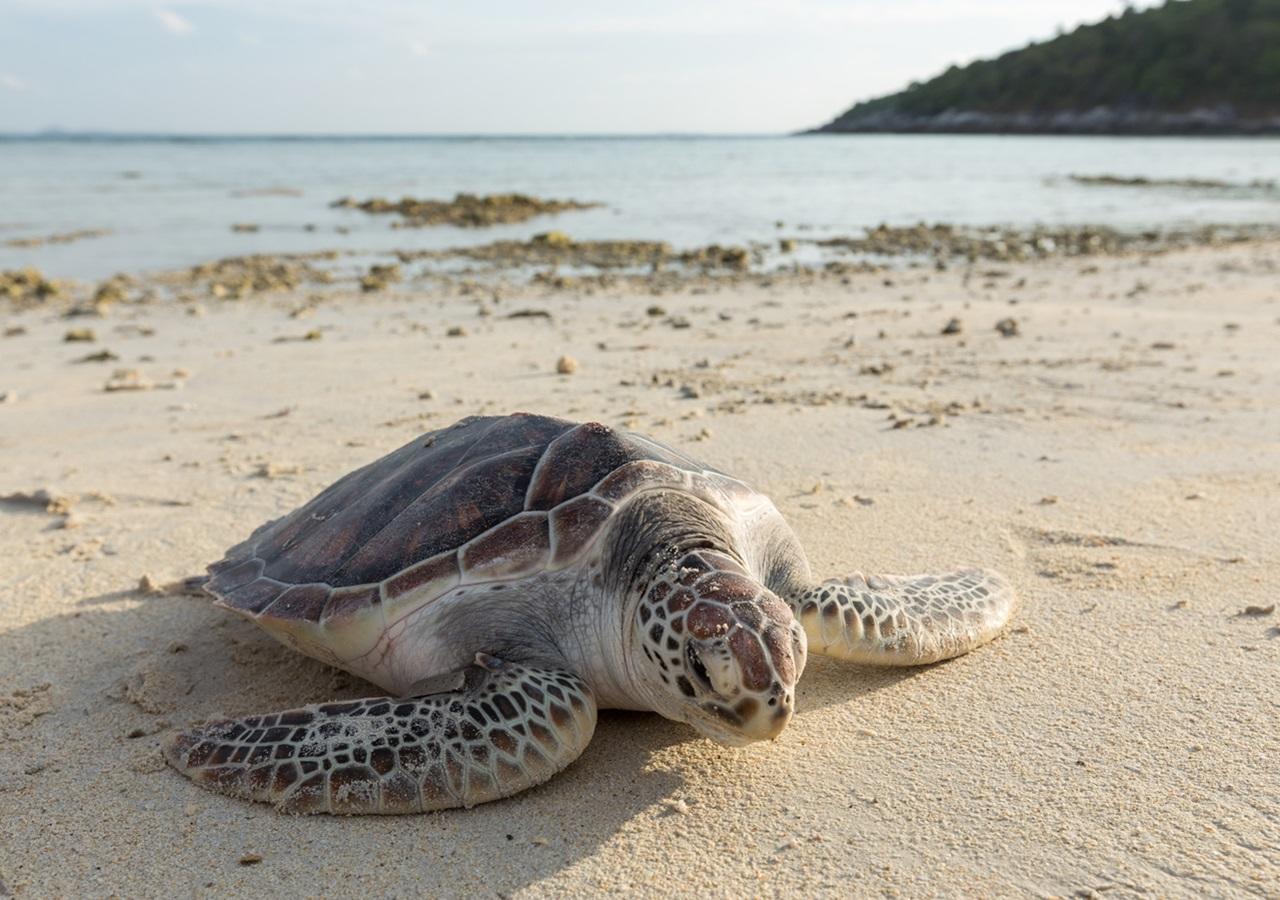 Racha Island Resort Koh Racha Yai Luaran gambar
